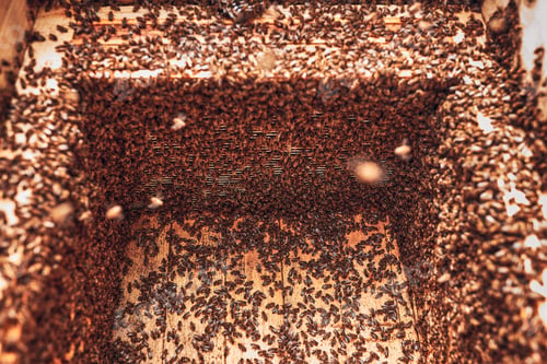 Preview: Colony of bees working in hive. Bees inside hive. Harvest time in apiary. Beekeeping as hobby
