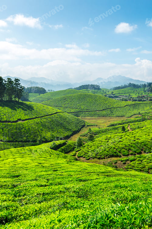 Preview: Tea plantations