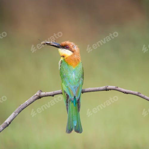 Preview: Chestnut-headed Bee-eater