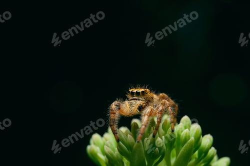Preview: Macro shot of a spider on green plant on black background