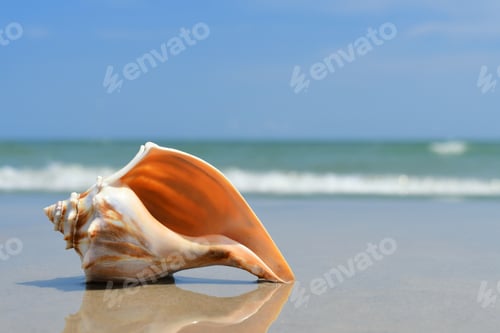 Preview: Seashell laying on the beach at the ocean