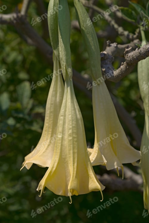Preview: Angels Trumpet (Brugmansia Arborea). Another Botanical Name Is Brugmansia X Candida