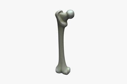 Preview: Femur representation smooth, cylindrical form
