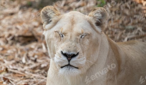 Preview: female african lion relax and lay down on the ground