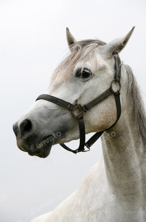 Preview: arabian, horse, mare, stallion, riding