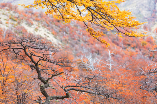 Preview: Autumn forest