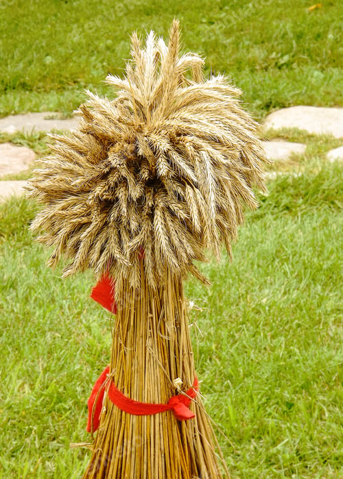 Preview: a sheaf with ears tied with a red ribbon