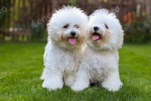 Preview: Bichon Frise furry friends.