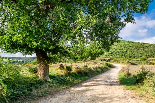 Preview: Olive trees and vineyards in a small village in Tuscany