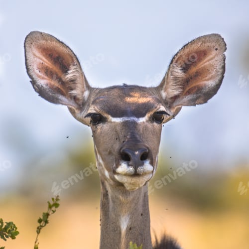 Preview: Female Greater kudu