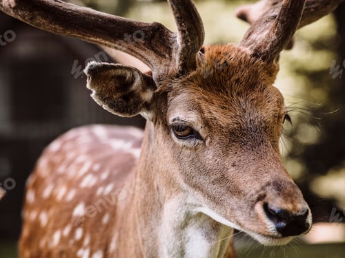 Preview: Portrait of deer, close-up, Aarhus, Denmark
