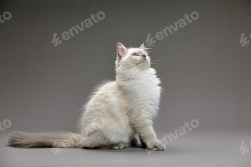 Preview: Fluffy playful white cat on a gray background Looks up and sideways