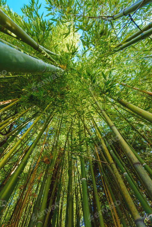 Preview: Low angle view of green bamboo plant in summer