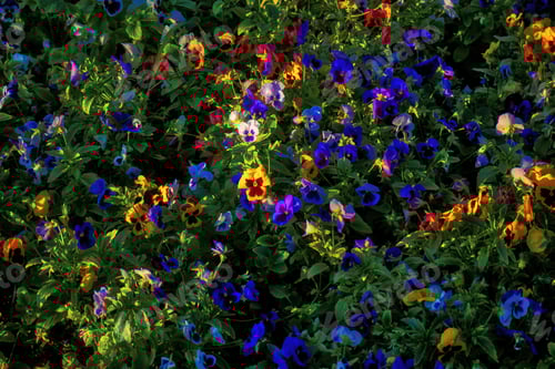 Preview: Colorful flower bed of Petunias of different colors