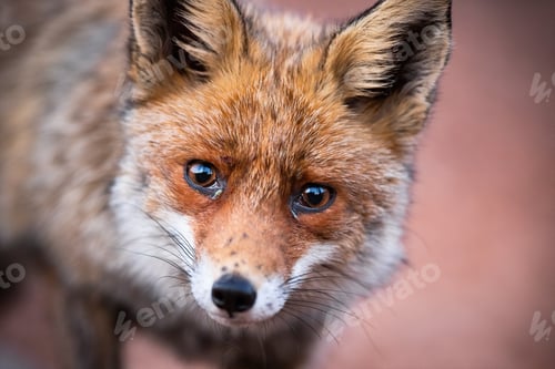 Preview: Close-up of curious red fox looking sadly and directly into the camera