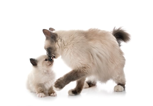 Preview: birman kitten and mother