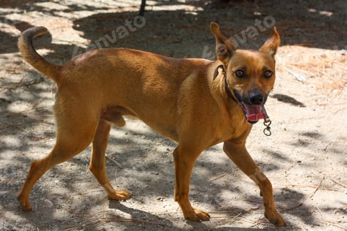 Preview: Cirneco dell'Etna, slender dog with brown cape looks with his mouth open.