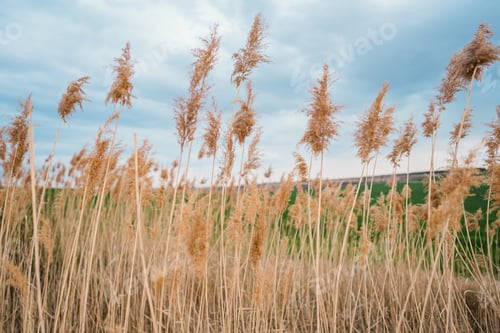 Preview: Dry reed in light pastel colors blowing on lake. Pampas grass. Amazing natural background, golden