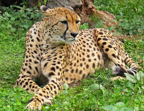 Preview: A Travel Around the world with beautiful Botswana Wildlife picture