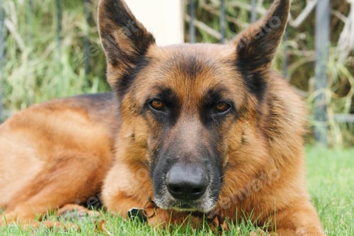 Preview: German Shepherd dog portrait