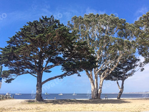 Preview: Trees at the beach of Monterey Bay, California, the USA