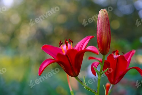 Preview: Background with set of lilies