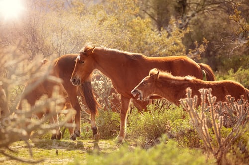 Preview: Family of Wild Horses in Golden Light