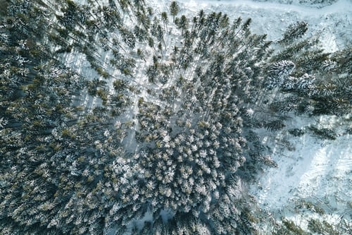 Preview: Aerial view of snow covered white forest with frozen trees in cold winter