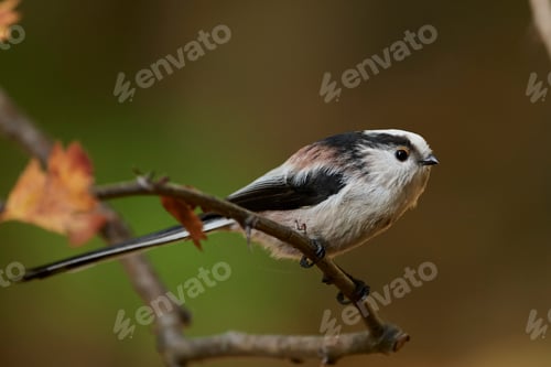 Preview: Long-tailed tit (Aegithalos caudatus)