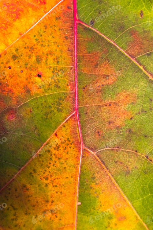 Preview: Autumnal colored oak leave close up