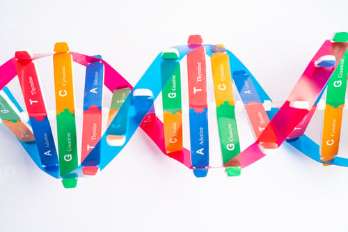 Preview: DNA or Deoxyribonucleic acid is a double helix chains structure formed by base pairs
