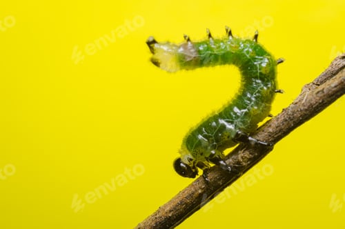 Preview: Green caterpillar on a branch lifting the body