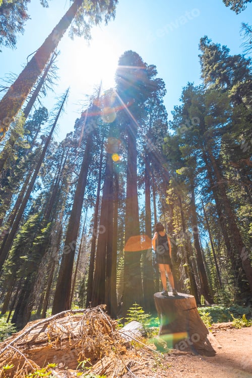 Preview: 09 sequoia 0050