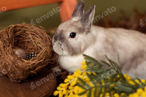 Preview: A rabbit in Easter decorations.Spring and Easter concept.
