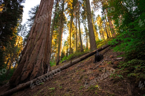 Preview: The Giant Forest, Sequoia National Park, California