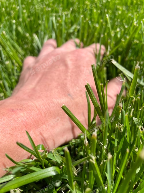 Preview: Thick lawn grasses