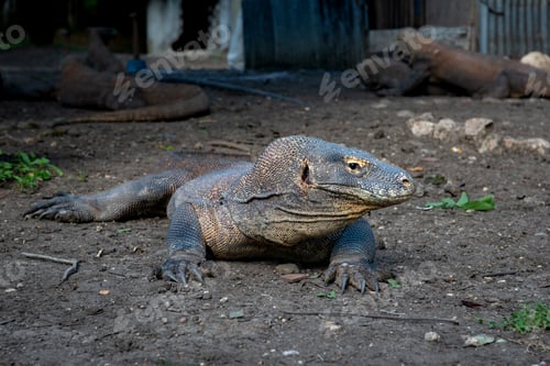 Preview: A Komodo dragon moves slowly and deliberately through a grassy area.