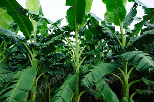 Preview: Green banana trees growing at field
