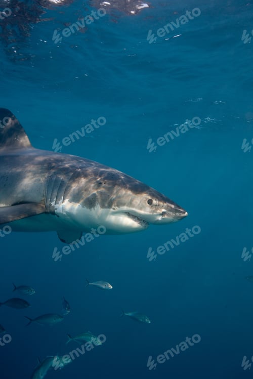 Preview: Great White Shark.