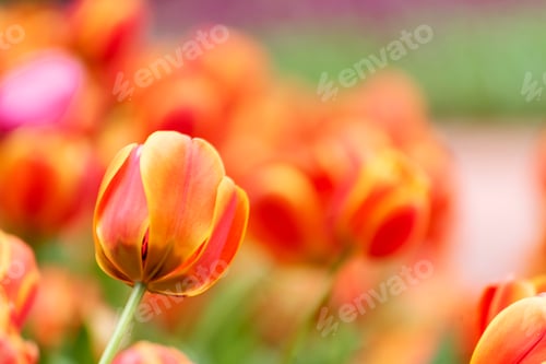 Preview: Colourful tulips watering dew drop on orange pink tulip flower blossom