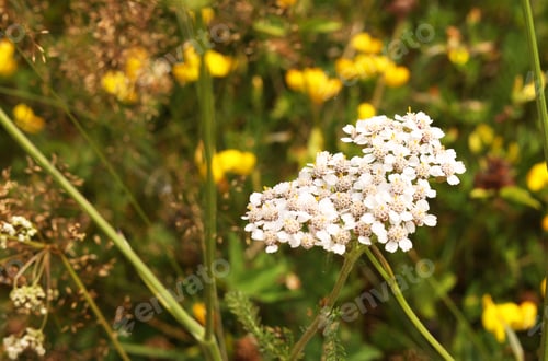 Preview: Many beautiful plants with flowers growing outdoors, closeup