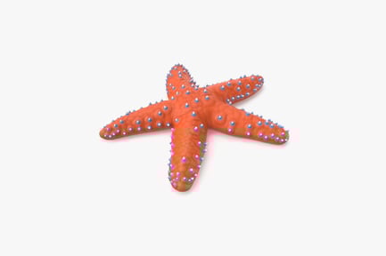 Visualização: Estrela do mar vermelha Knobby com detalhes em azul