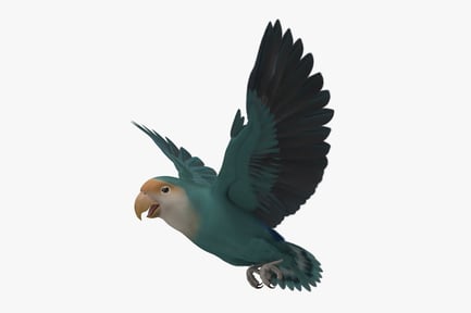 Preview: Dutch Blue Lovebird: Peach-Faced Agapornis Roseicollis in Flight