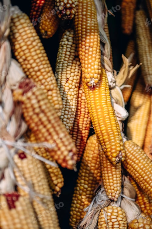 Preview: Hanging dried yellow corn cobs in sunny day. Harvest time. Natural background