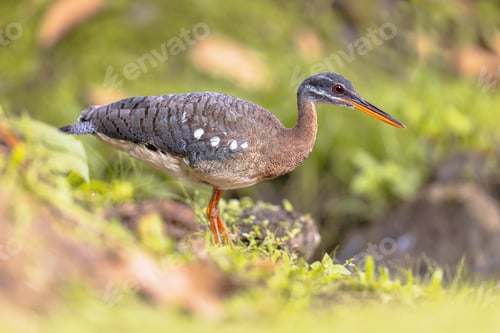 Preview: Sunbittern on river bank on bright background