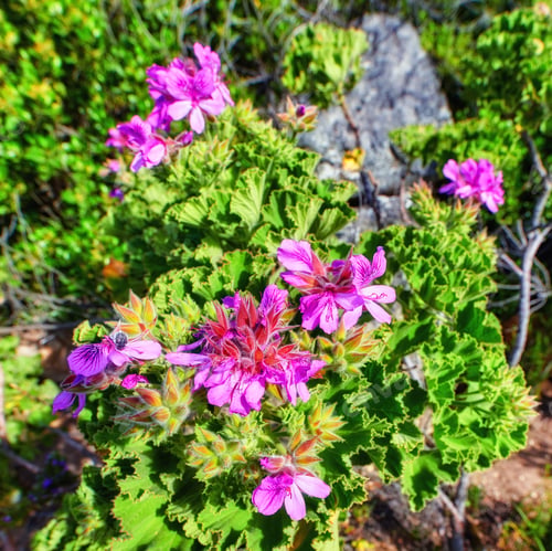 Preview: Flowers, plants and trees on mountain side in South Africa