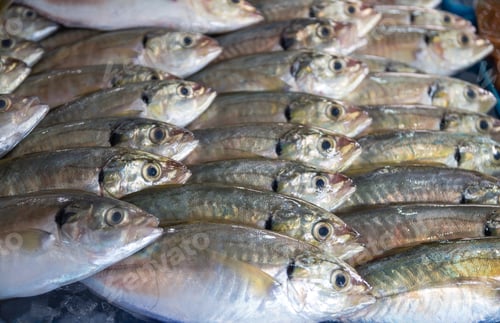 Preview: Many of fresh fish seafood in indoor market background