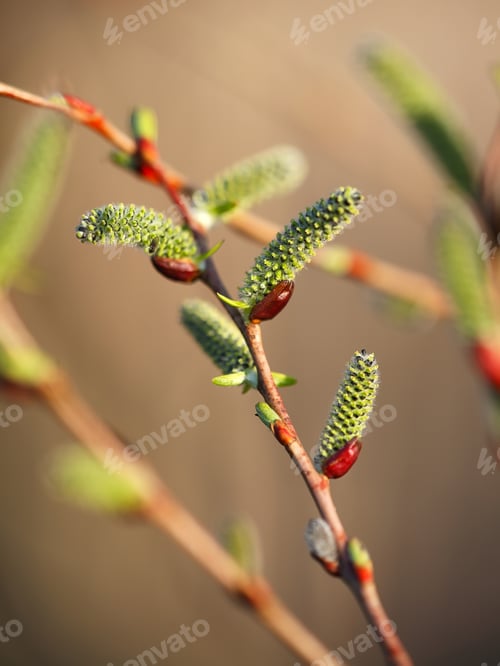 Preview: Blooming willow branch