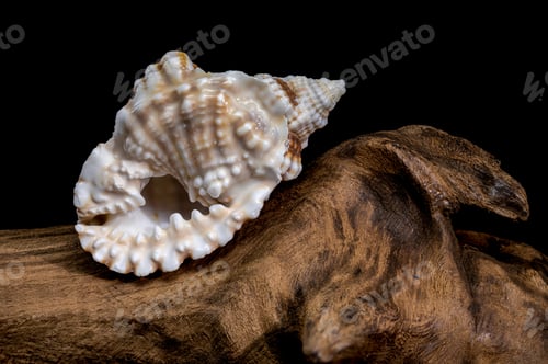 Preview: Distorsio Anus Shell on on driftwood macro black background