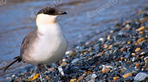 Preview: Long-Tiled Skua, Nordvest-Spitsbergen National Park, Norway